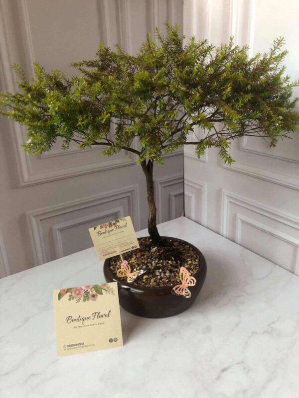 Bonsai Bekia Bonsái Bekia