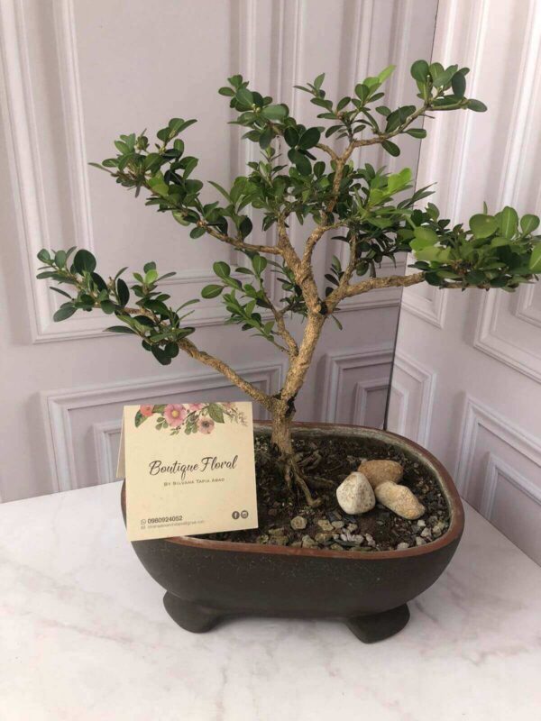 Bonsai Boxus 1 Bonsái Boxus