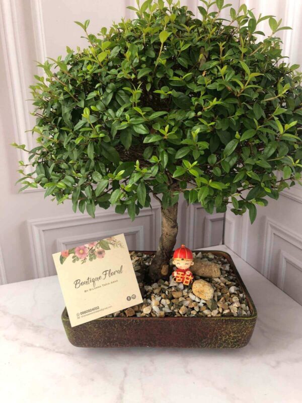 Bonsai Guayacan 1 Bonsái Guayacán 2