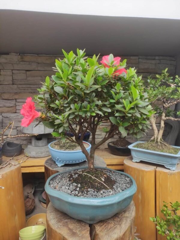 Azaleya-color salmon Bonsai-Azalya-flor-salmon