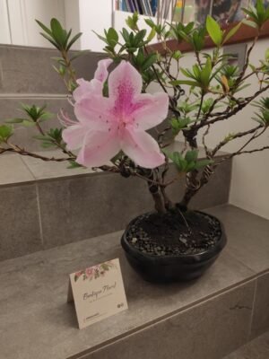Bonsái Azalea