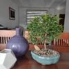 Bonsái Guayacán Shohin – 7 años