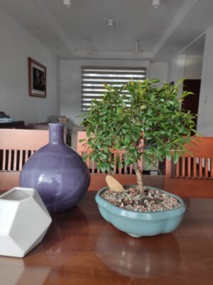 Bonsái Guayacán Shohin – 7 años