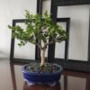 Bonsái Guayacán Shohin – 7 años