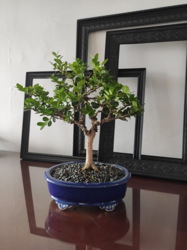 Bonsái Guayacán Shohin – 7 años