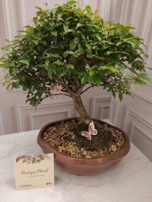 Bonsái Guayacán 3 – 7 años