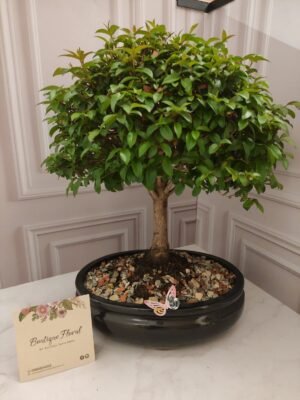 Bonsái Guayacán 4 – 8 años
