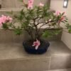 Bonsái Azalea