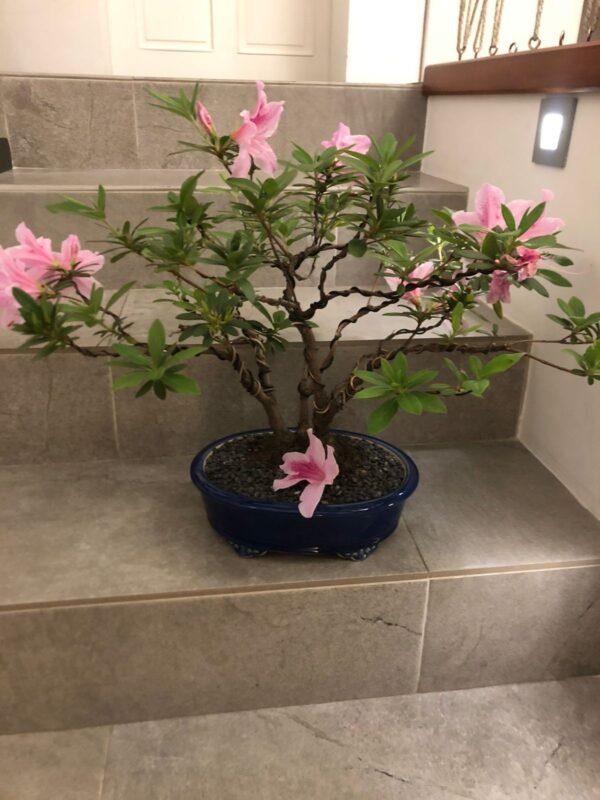 Bonsái Azalea