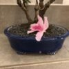 Bonsái Azalea