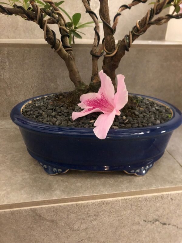 Bonsái Azalea