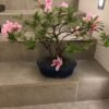 Bonsái Azalea
