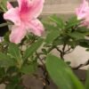 Bonsái Azalea