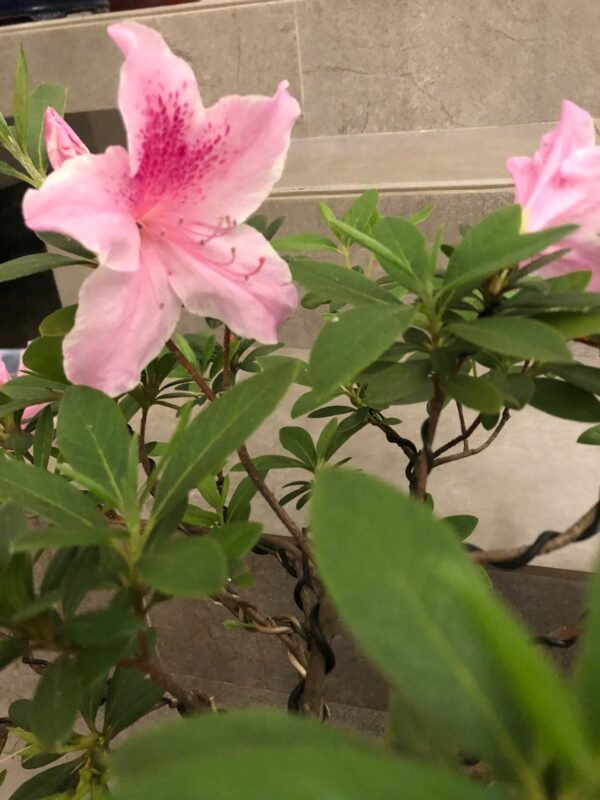 Bonsái Azalea