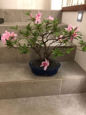 Bonsái Azalea