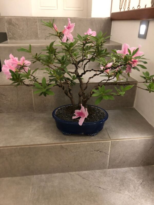 Bonsái Azalea