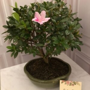 Bonsái Azalea 2 – 5 años