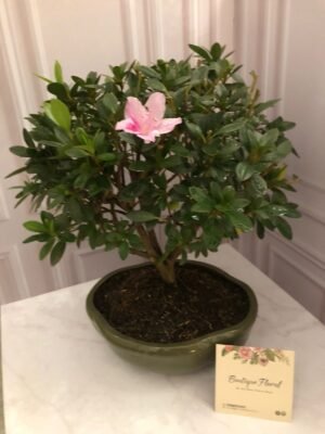 Bonsái Azalea 2 – 5 años