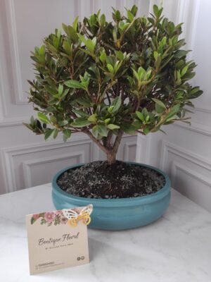 Bonsái Azalea 2 – 5 años