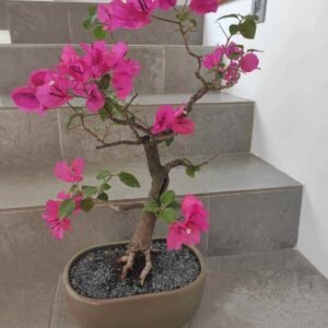 bonsai-bugambilla