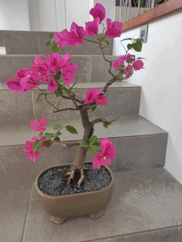 bonsai-bugambilla