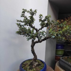 Bonsái Cotoniaster – 12 años