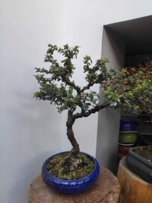 Bonsái Cotoniaster – 12 años