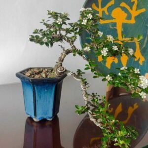 Bonsái Cotoniaster Cascada – 10 años
